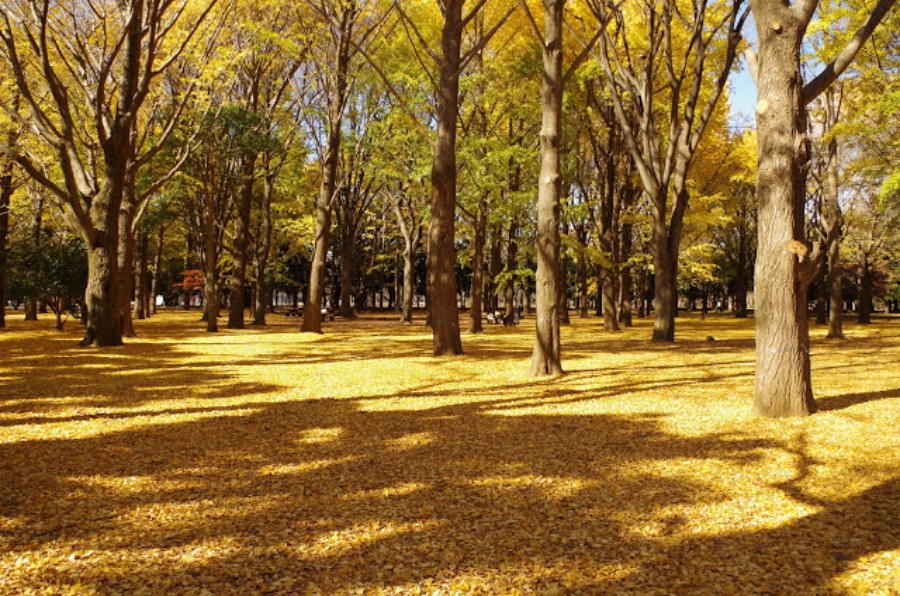 【日本】东京明治神宫攻略：鸟居、博物馆等景点、交通及参拜流程介绍（含附近景点推荐）